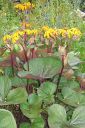 Kallionauhus2C_Ligularia_dentata_IMG_0412.jpg