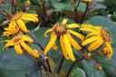 Kallionauhus2C_Ligularia_dentata_IMG_0413.jpg