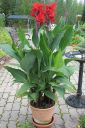 Tiedostonimi=Kanna2C_Canna_IMG_0487.jpg
Tiedostokoko=79kt
Koko=399x600
Lisätty=11.03.2011 Kanna2C_Canna_IMG_0487.jpg