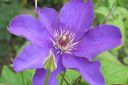 Karho2C_Clematis_sp_IMG_0786.jpg