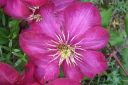 Karho2C_Clematis_sp_IMG_2344.jpg