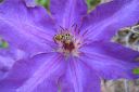 Karho2C_Clematis_sp_IMG_2347.jpg