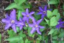 Karho2C_Clematis_sp_IMG_2512.jpg