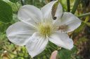 Karho2C_Clematis_sp_IMG_4807.jpg