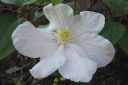 Karho2C_Clematis_sp_IMG_5504.jpg