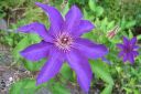 Karho2C_Clematis_sp_IMG_6873.jpg