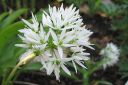 Karhunlaukka2C_Allium_ursinum__IMG_0505.jpg