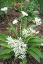 Karhunlaukka2C_Allium_ursinum__IMG_2955.jpg