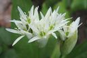 Karhunlaukka2C_Allium_ursinum__IMG_8018.jpg