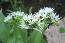 Karhunlaukka2C_Allium_ursinum__IMG_9497.jpg