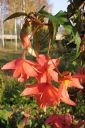 Karjalanneito2C_Begonia_tuberhybrida_pendula__IMG_5600.jpg