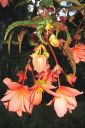 Karjalanneito2C_Begonia_tuberhybrida_pendula__IMG_5693.jpg
