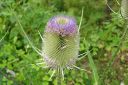 Karstaohdake2C_Dipsacus_sylvestris_IMG_2478.jpg