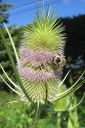 Karstaohdake2C_Dipsacus_sylvestris_IMG_8922.jpg