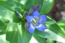 Katkero2C_Gentiana_sp_IMG_1349.jpg