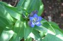 Katkero2C_Gentiana_sp_IMG_1350.jpg