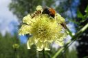 Kaukasiankirahvikukka2C_Cephalaria_gigantea_IMG_8749.jpg