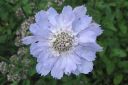 Kaukasiantormakukka2C_Scabiosa_caucasica_IMG_0042.jpg