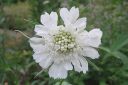 Kaukasiantormakukka2C_Scabiosa_caucasica_IMG_9408.jpg