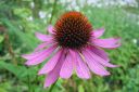 Kaunopunahattu2C_Echinacea_purpurea_IMG_0666.jpg