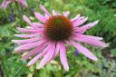 Kaunopunahattu2C_Echinacea_purpurea_IMG_0937.jpg