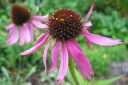 Kaunopunahattu2C_Echinacea_purpurea_IMG_0938.jpg