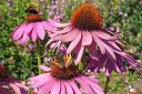 Kaunopunahattu2C_Echinacea_purpurea_IMG_1625.jpg