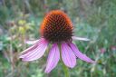 Kaunopunahattu2C_Echinacea_purpurea_IMG_3014.jpg