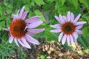 Kaunopunahattu2C_Echinacea_purpurea_IMG_3419.jpg