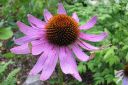 Kaunopunahattu2C_Echinacea_purpurea_IMG_5499.jpg