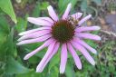 Kaunopunahattu2C_Echinacea_purpurea_IMG_7382.jpg