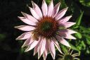 Tiedostonimi=Kaunopunahattu2C_Echinacea_purpurea_IMG_8547.jpg
Tiedostokoko=51kt
Koko=600x400
Lisätty=11.03.2011 Kaunopunahattu2C_Echinacea_purpurea_IMG_8547.jpg