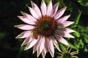 Kaunopunahattu2C_Echinacea_purpurea_IMG_8547.jpg