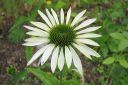 Kaunopunahattu2C_Echinacea_purpurea__Alba__IMG_2222.jpg