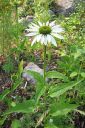 Kaunopunahattu2C_Echinacea_purpurea__Alba__IMG_2584.jpg