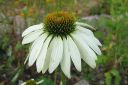 Kaunopunahattu2C_Echinacea_purpurea__Alba__IMG_3419.jpg