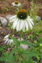 Kaunopunahattu2C_Echinacea_purpurea__Alba__IMG_4183.jpg