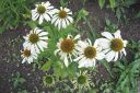 Kaunopunahattu2C_Echinacea_purpurea__Alba__IMG_8082.jpg