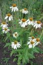 Kaunopunahattu2C_Echinacea_purpurea__Alba__IMG_8083.jpg