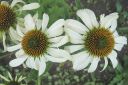 Kaunopunahattu2C_Echinacea_purpurea__Alba__IMG_8084.jpg