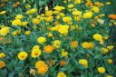 Kehakukka2C_Calendula_officinalis_IMG_0106.jpg