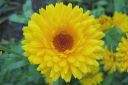 Kehakukka2C_Calendula_officinalis_IMG_0108.jpg