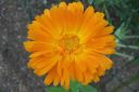 Kehakukka2C_Calendula_officinalis_IMG_1830.jpg