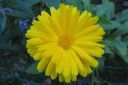 Kehakukka2C_Calendula_officinalis_IMG_4844.jpg