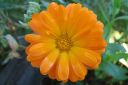 Kehakukka2C_Calendula_officinalis_IMG_4845.jpg