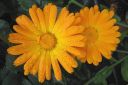 Kehakukka2C_Calendula_officinalis_IMG_5740.jpg