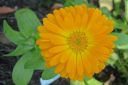 Kehakukka2C_Calendula_officinalis_IMG_6576.jpg