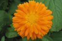 Kehakukka2C_Calendula_officinalis_IMG_6827.jpg