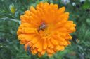 Kehakukka2C_Calendula_officinalis_IMG_8901.jpg