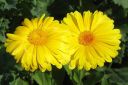 Kehakukka2C_Calendula_officinalis_IMG_9494.jpg